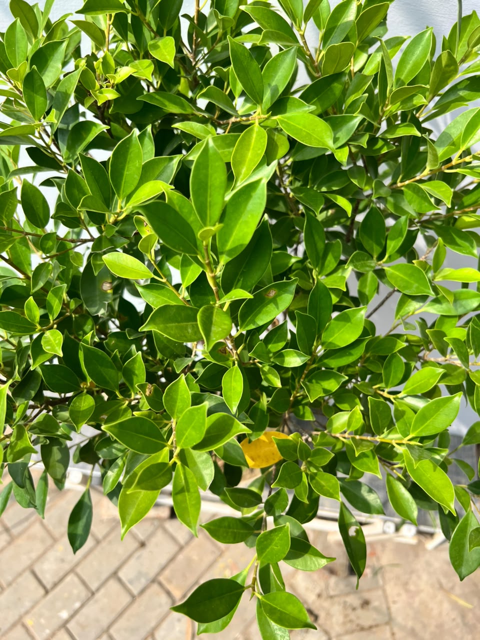 Grill Ficus Tree (Hedge Topiary Ficus), photo 2