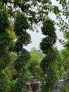 Spiral Grafted Tree (Grafted Spiral Form)