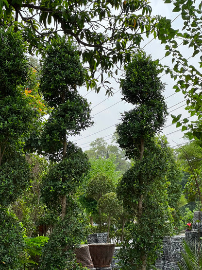 Spiral Grafted Tree (Grafted Spiral Form)