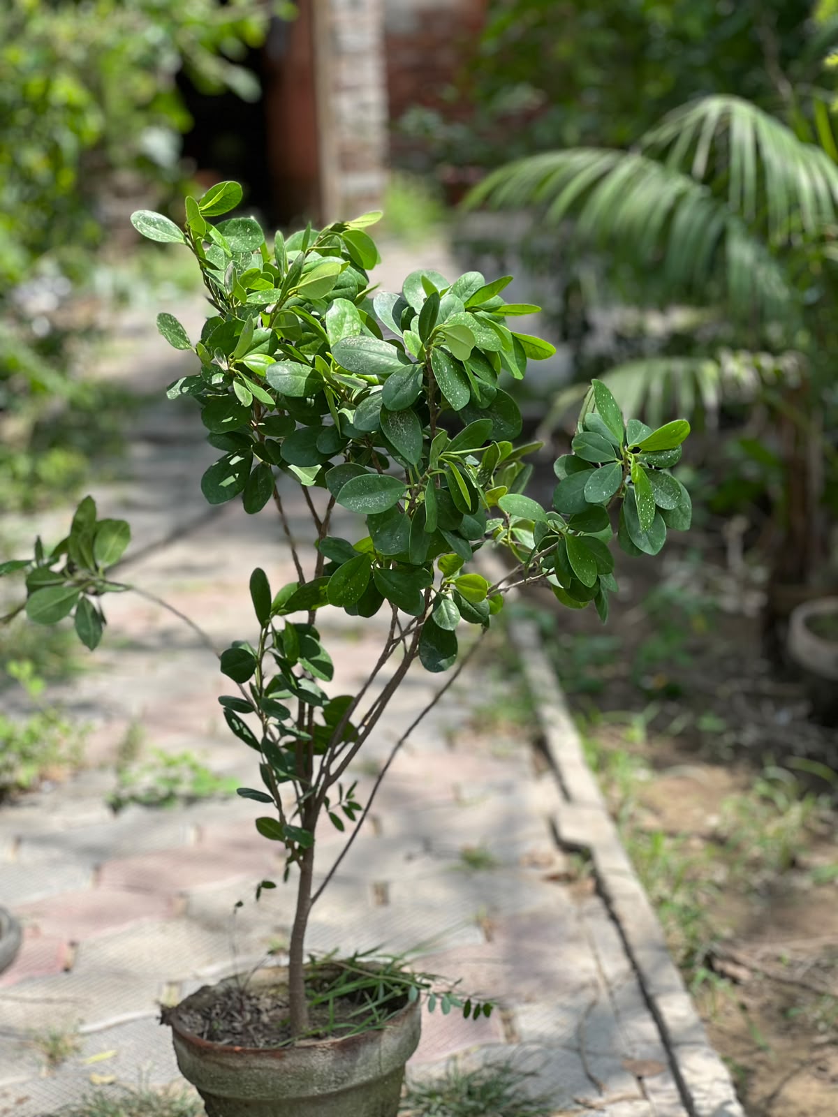 Panda Ficus Tree (Landscape Ficus), photo 3