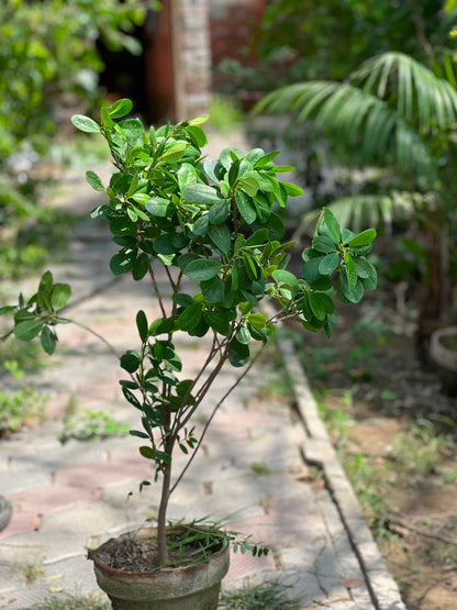 Panda Ficus Tree (Landscape Ficus), photo 3