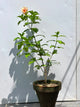 Allamanda Plant (Golden Trumpet)