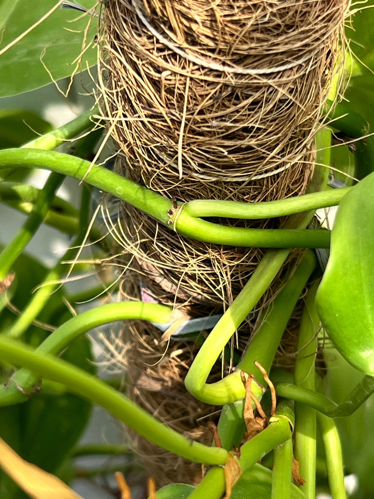 Money Plant (Golden Pothos), photo 3