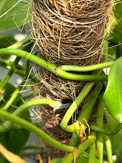 Money Plant (Golden Pothos), photo 3