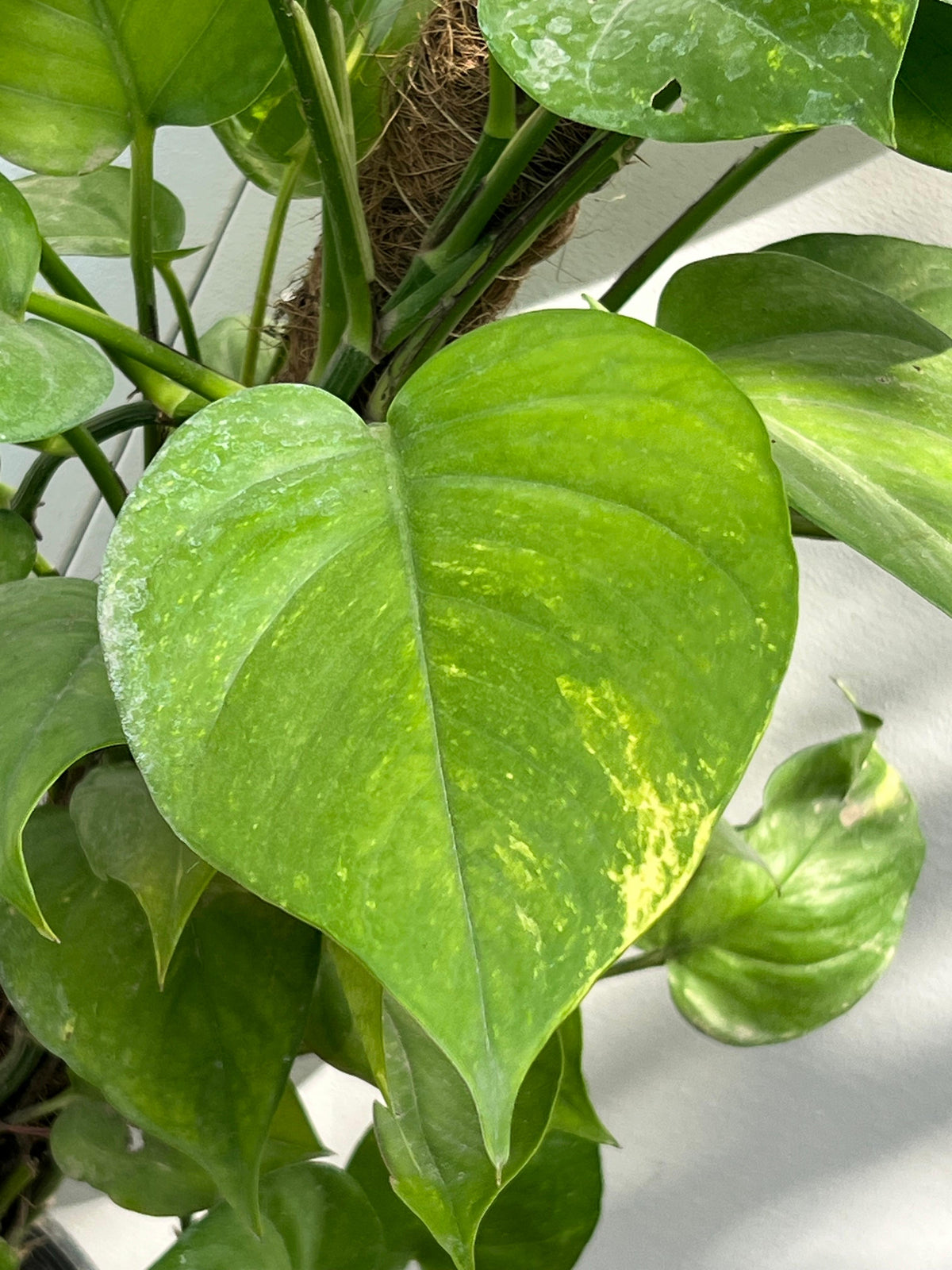 Money Plant (Golden Pothos), photo 2