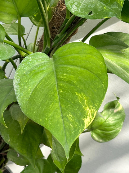Money Plant (Golden Pothos), photo 2