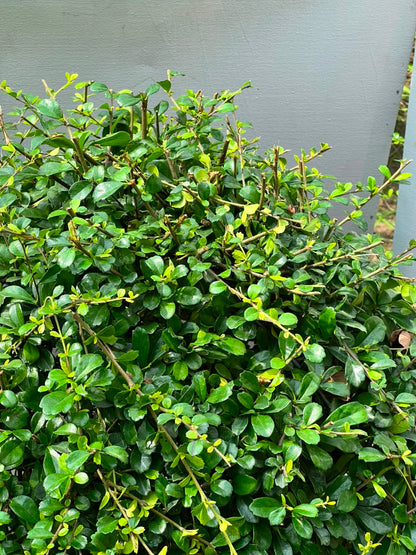 Buxus Ball Plant (Live Boxwood Ball), photo 3