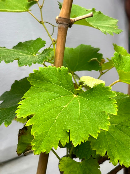 Grapes Bail Fruit Plant (Grafted Grapevine), photo 3