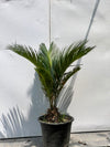 Sago Palm Plant (Cycas Revoluta)