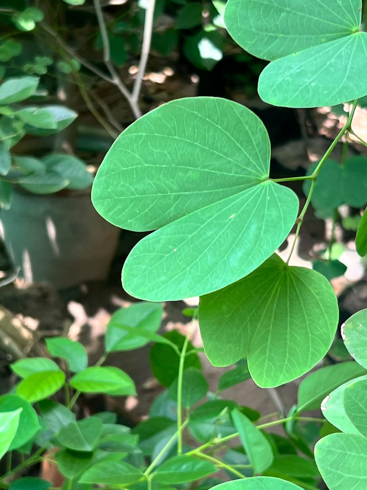 Kachnar Tree (Orchid Tree), photo 4