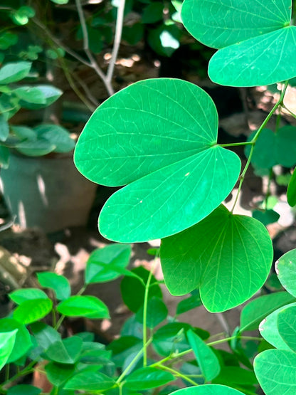 Kachnar Tree (Orchid Tree), photo 4