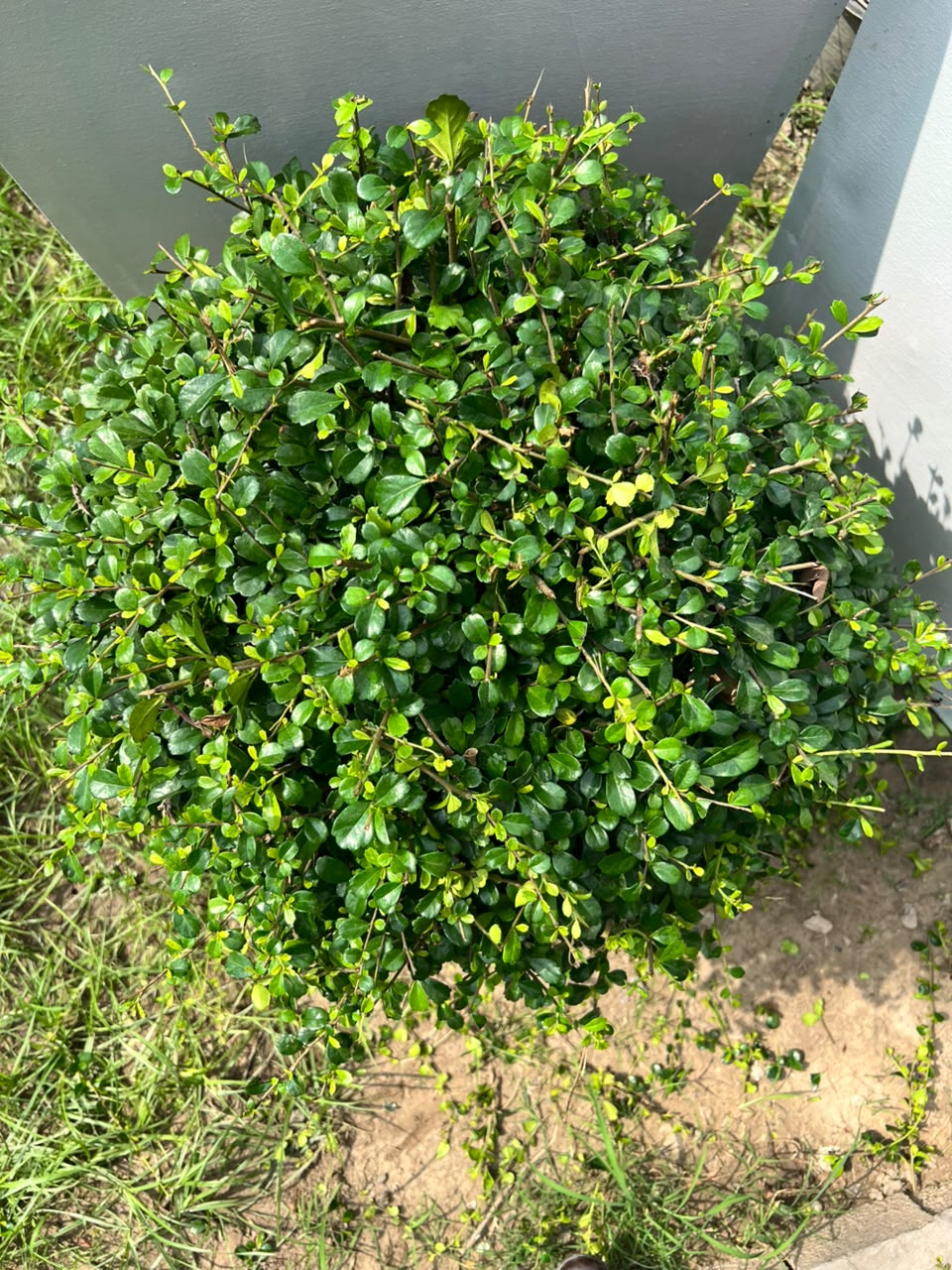 Buxus Ball Plant (Live Boxwood Ball), photo 2