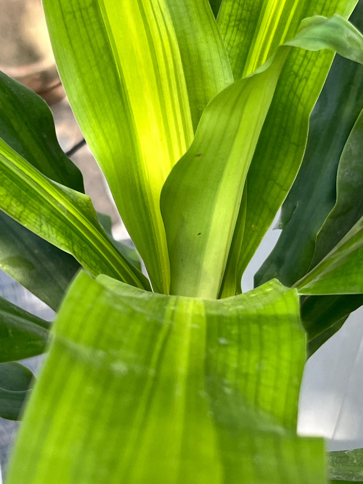 Makkai Patta Plant (Corn Plant), photo 2