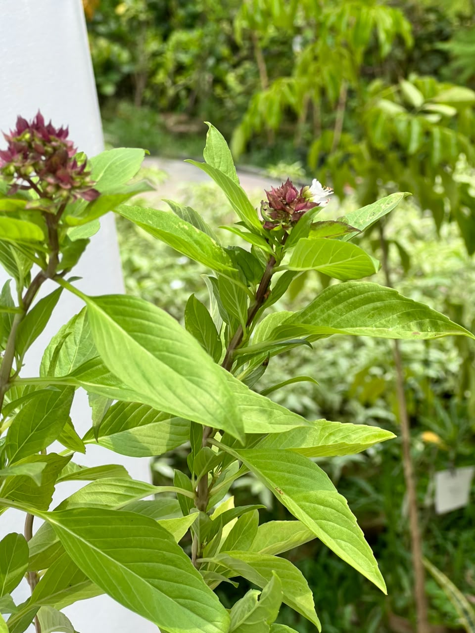 Niazboo Plant (Sweet Basil Herb), photo 2