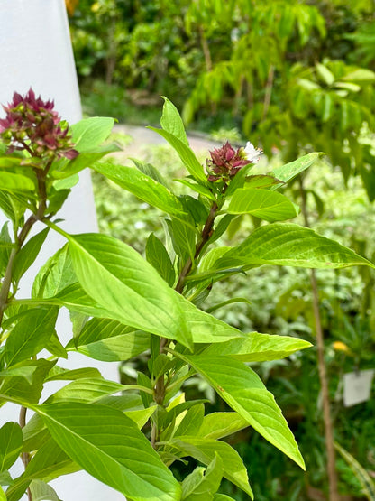 Niazboo Plant (Sweet Basil Herb), photo 2