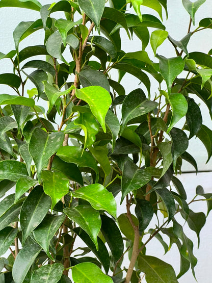 Black Ficus Tree (Dark Variegated Ficus), photo 3