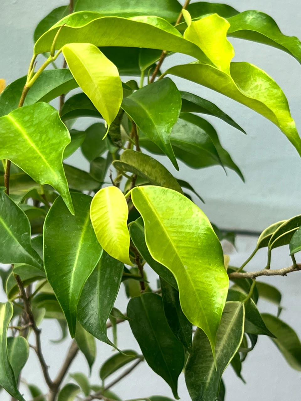 Golden Ficus Tree (Golden Variegated Ficus), photo 3