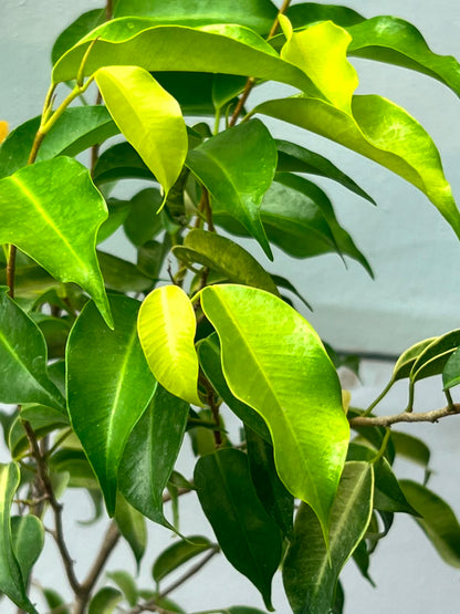 Golden Ficus Tree (Golden Variegated Ficus), photo 3