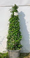Buxus Cone Plant (Live Boxwood Cone)