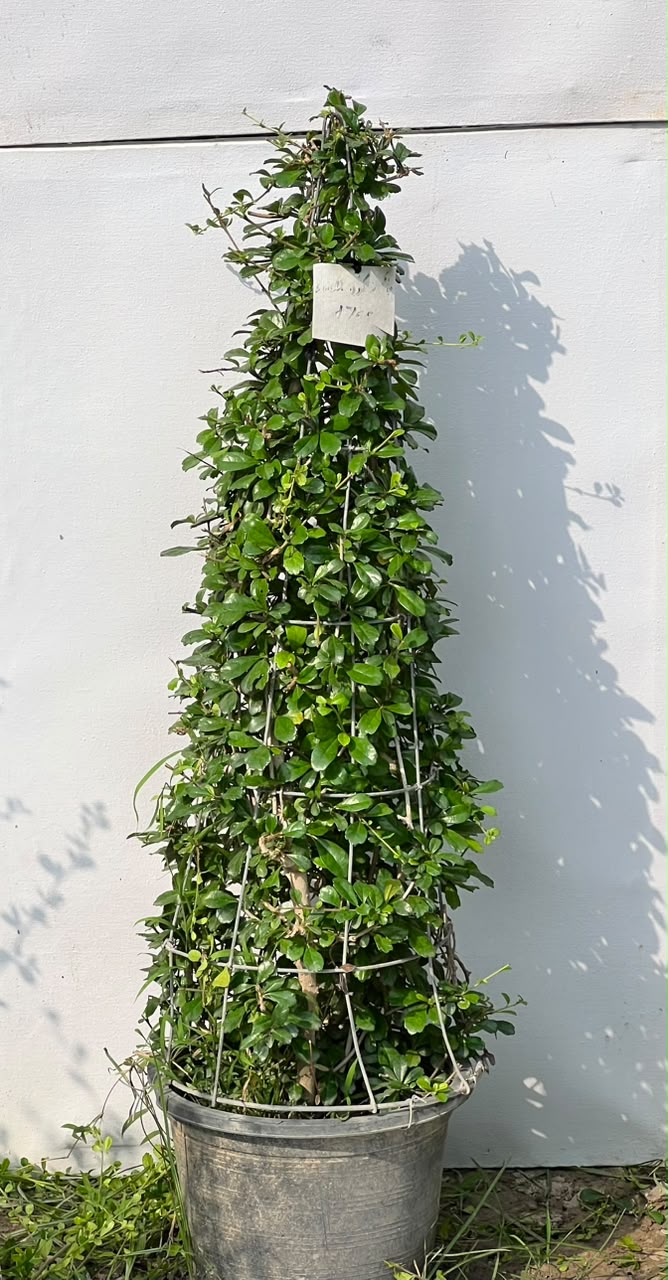 Buxus Cone Plant (Live Boxwood Cone)