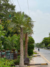 Copernicia Palm Tree (Ornamental Fan Palm)