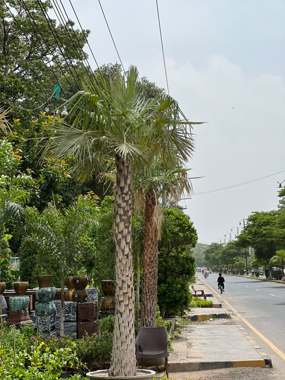 Copernicia Palm Tree (Ornamental Fan Palm)