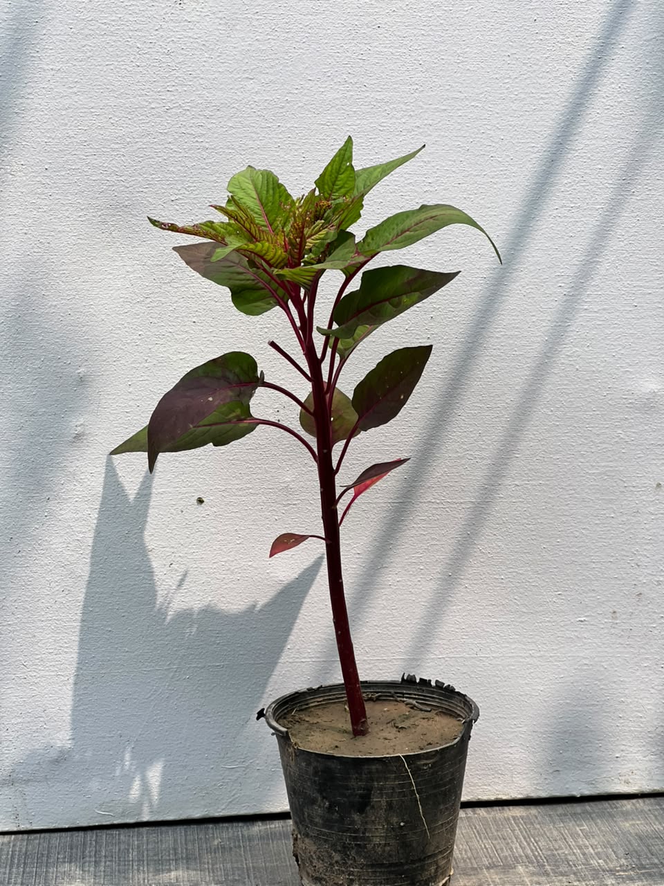 Kalga Plant (Cockscomb Celosia)