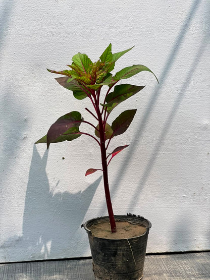 Kalga Plant (Cockscomb Celosia)