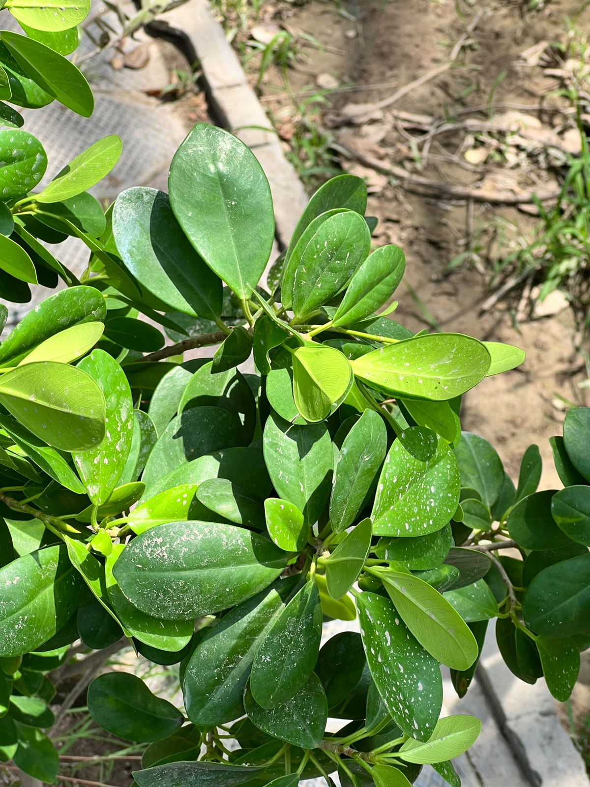 Panda Ficus Tree (Landscape Ficus), photo 5