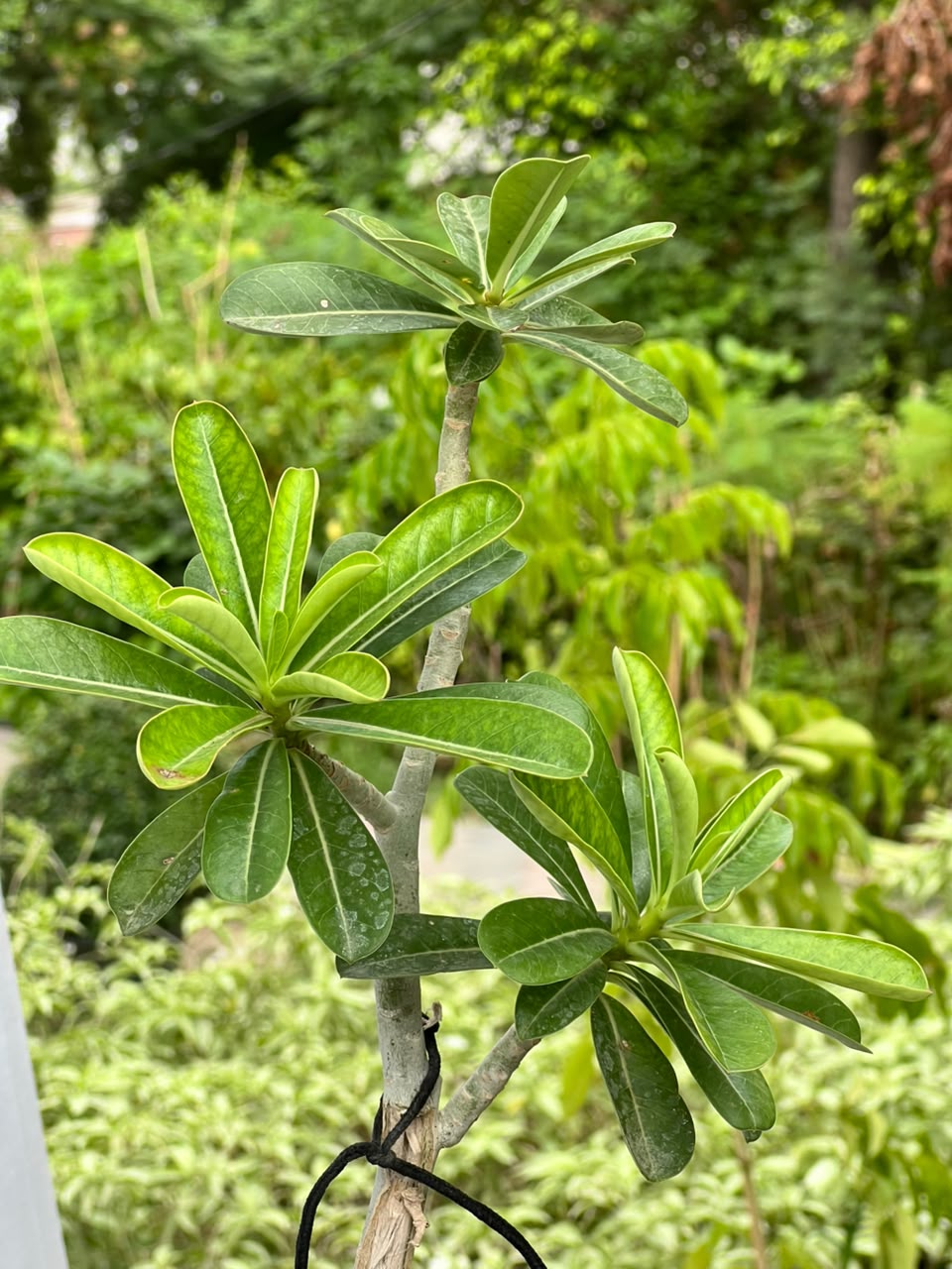 Adenium Plant (Desert Rose), photo 2
