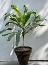 Makkai Patta Plant (Corn Plant)