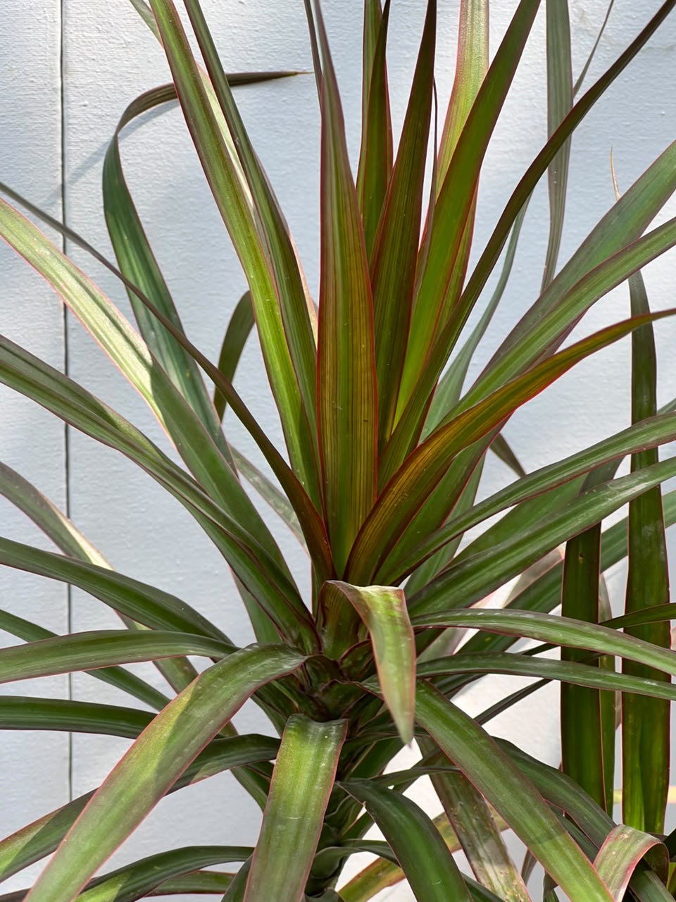 Dracaena Marginata Plant (Madagascar Dragon Tree), photo 9