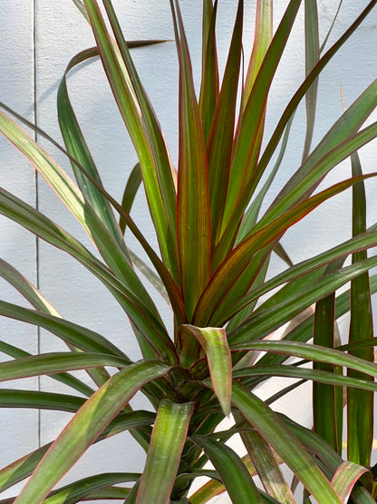 Dracaena Marginata Plant (Madagascar Dragon Tree), photo 9