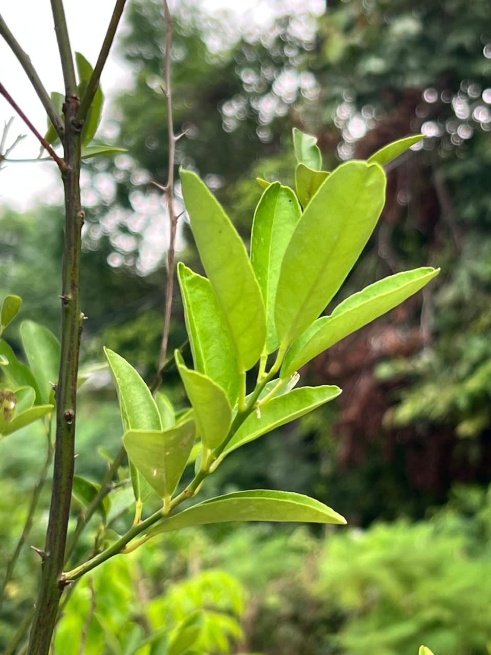 Lemon Fruit Plant (Grafted Citrus Tree), photo 4