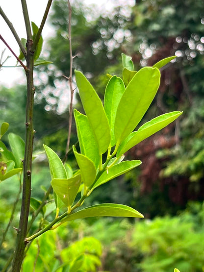 Lemon Fruit Plant (Grafted Citrus Tree), photo 4