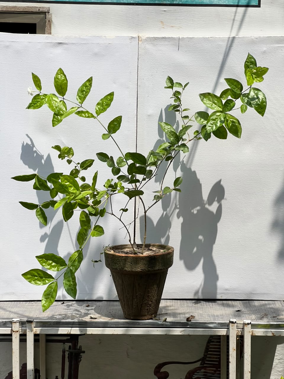 Motia Plant (Arabian Jasmine)