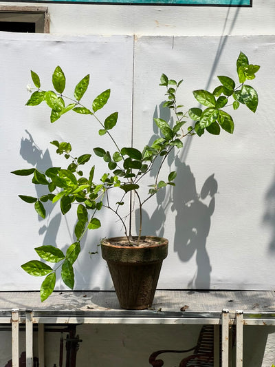Motia Plant (Arabian Jasmine)
