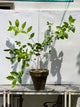 Motia Plant (Arabian Jasmine)