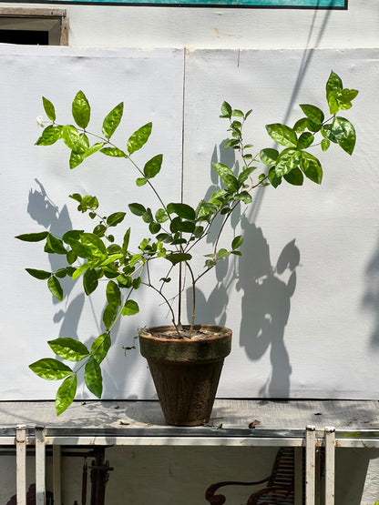 Deal 10 - Motia Plant