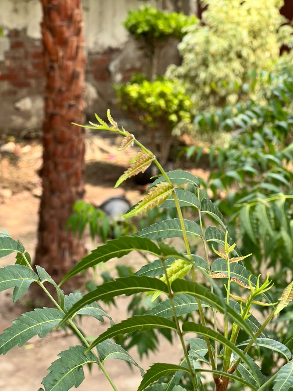 Neem Tree (Medicinal Shade Tree), photo 2