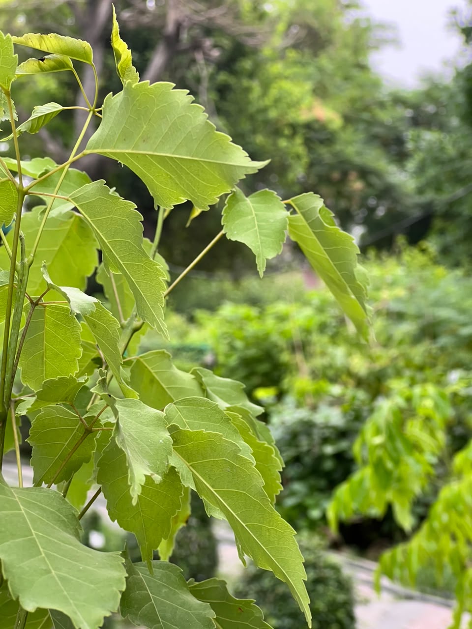 Tabobia Tree (Trumpet Flowering Tree), photo 3