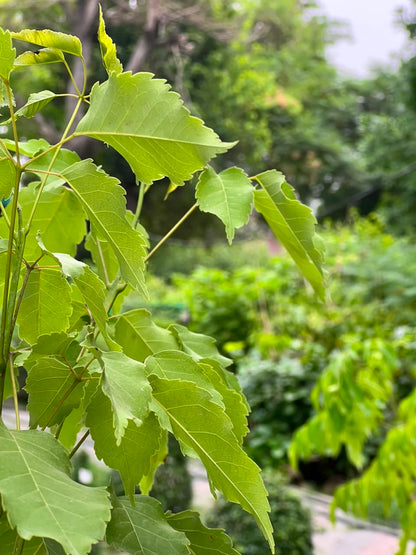 Tabobia Tree (Trumpet Flowering Tree), photo 3