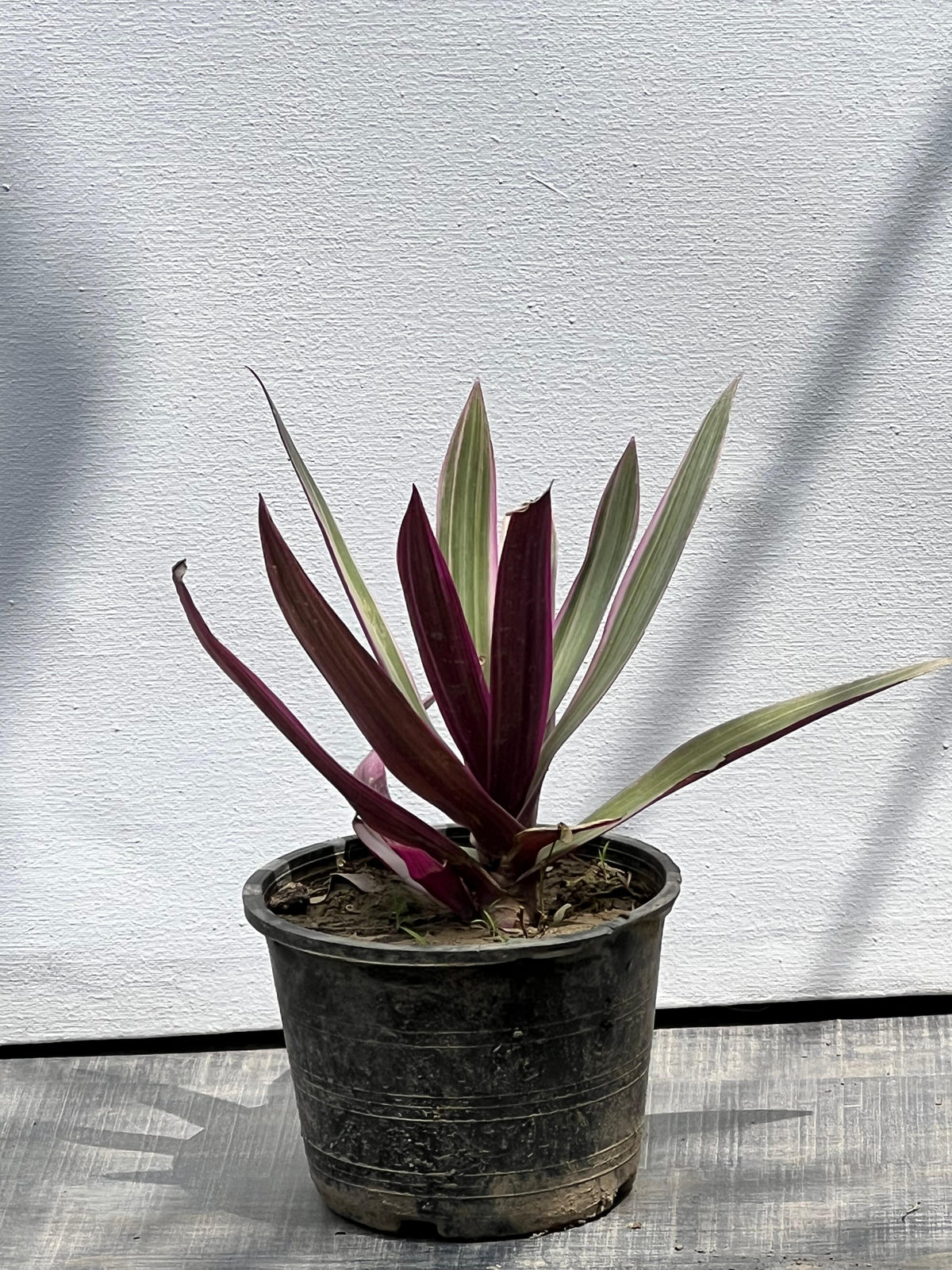 Scanchia Plant (Tropical Foliage Shrub)