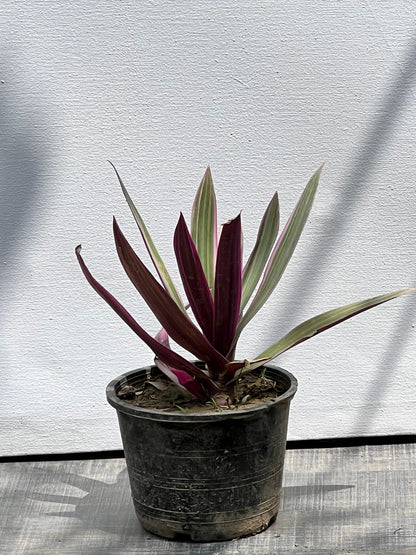 Scanchia Plant (Tropical Foliage Shrub)