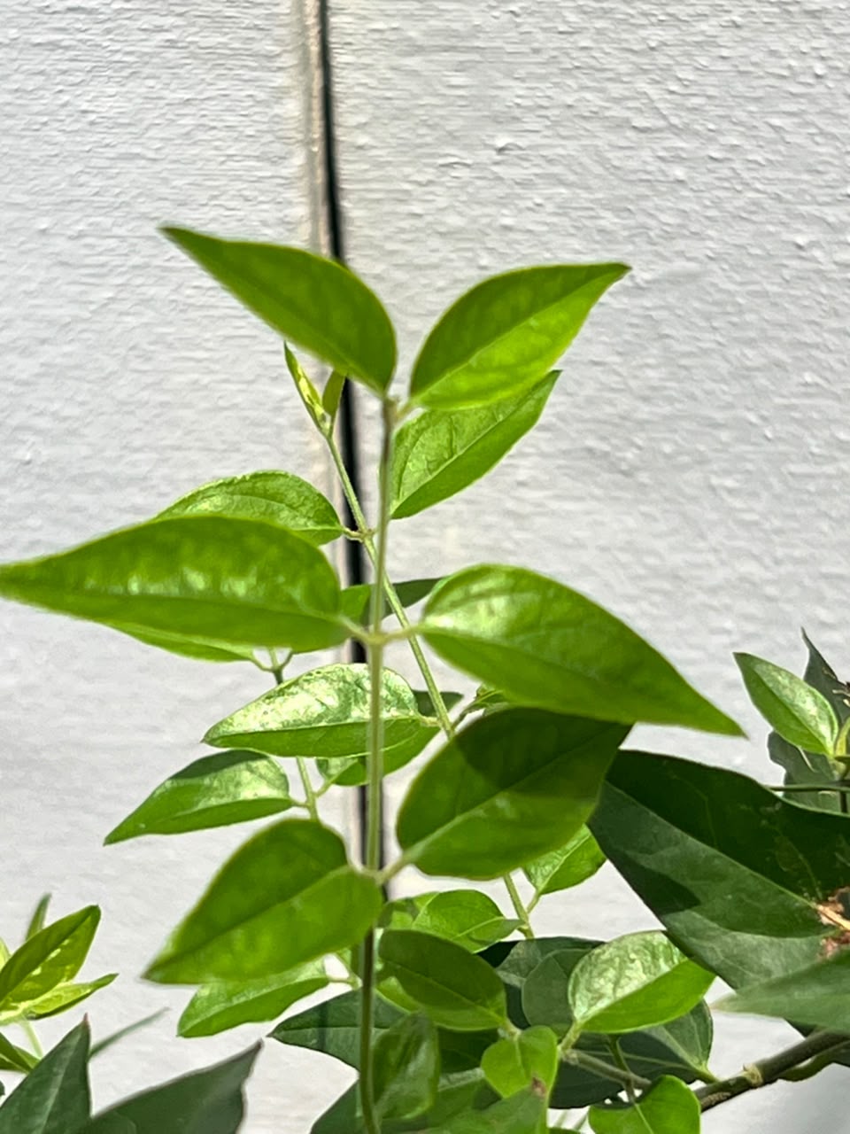 Jasmine Star Plant (Star Jasmine Flower), photo 3