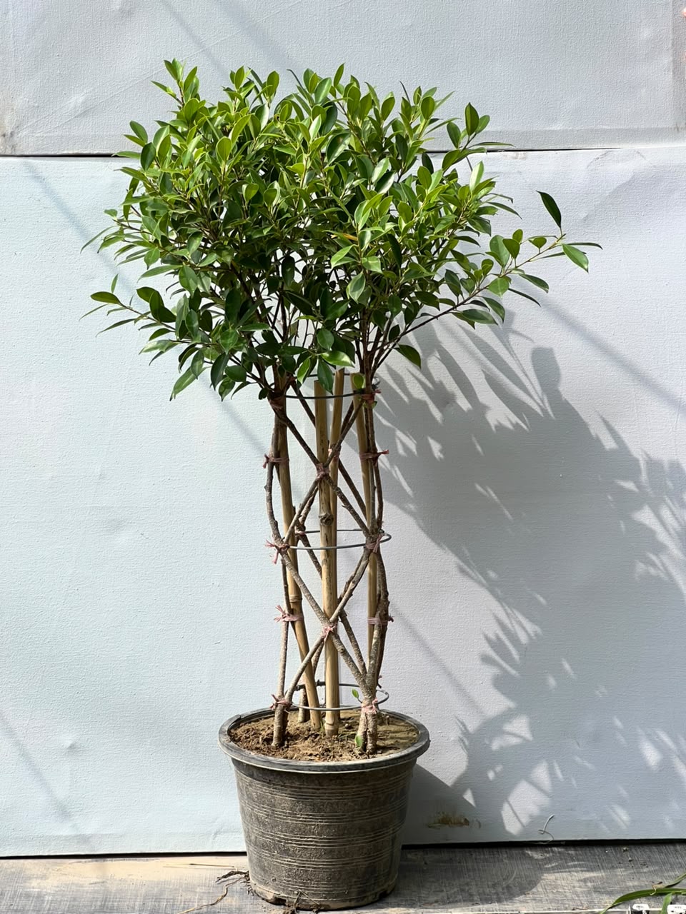 Grill Ficus Tree (Hedge Topiary Ficus)