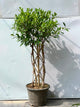 Grill Ficus Tree (Hedge Topiary Ficus)