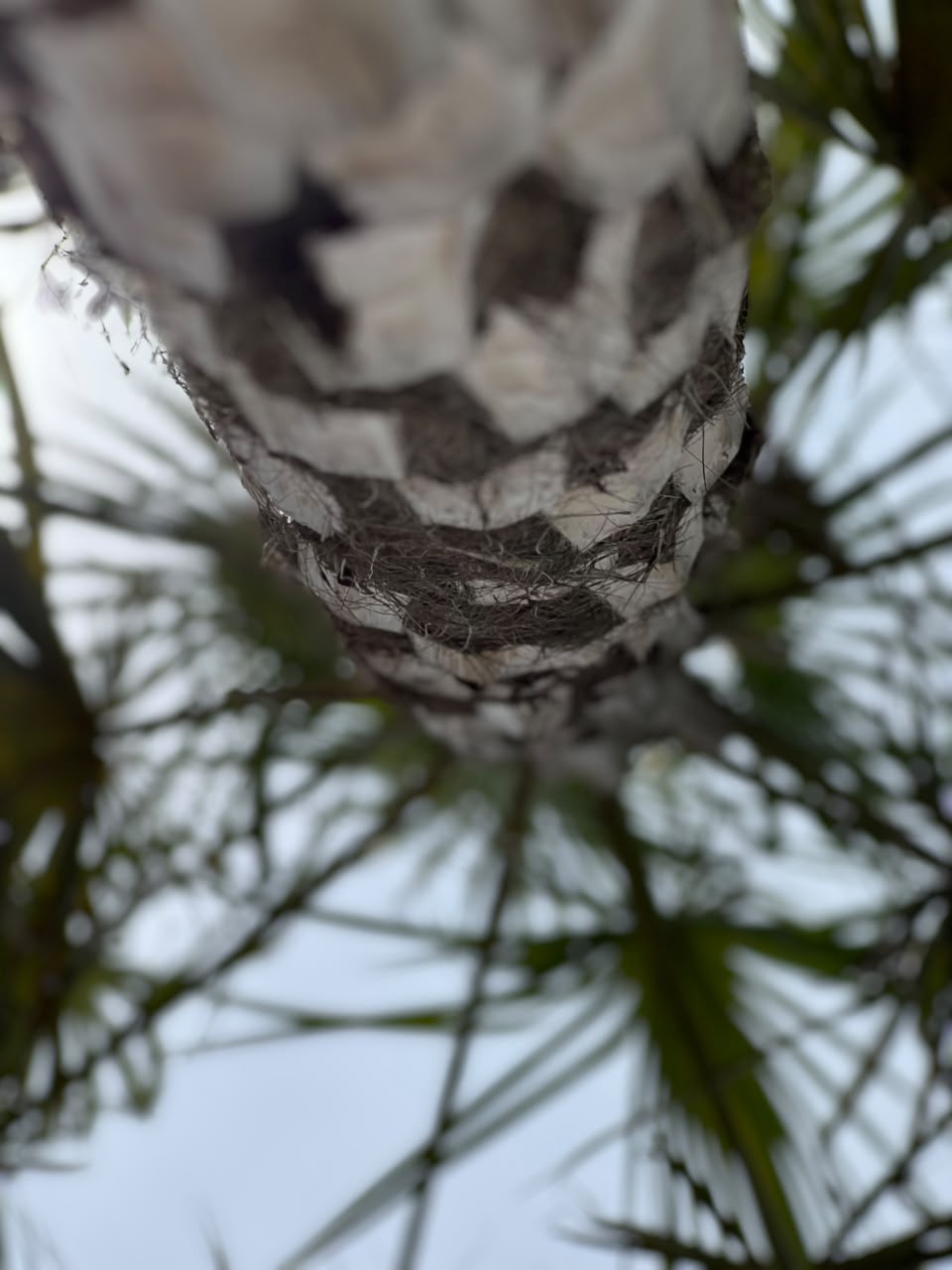 Copernicia Palm Tree (Ornamental Fan Palm), photo 4