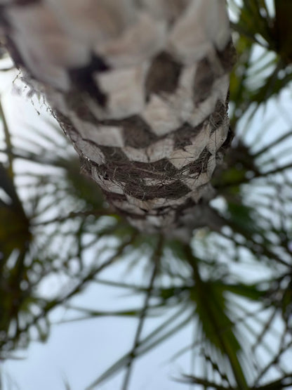 Copernicia Palm Tree (Ornamental Fan Palm), photo 4