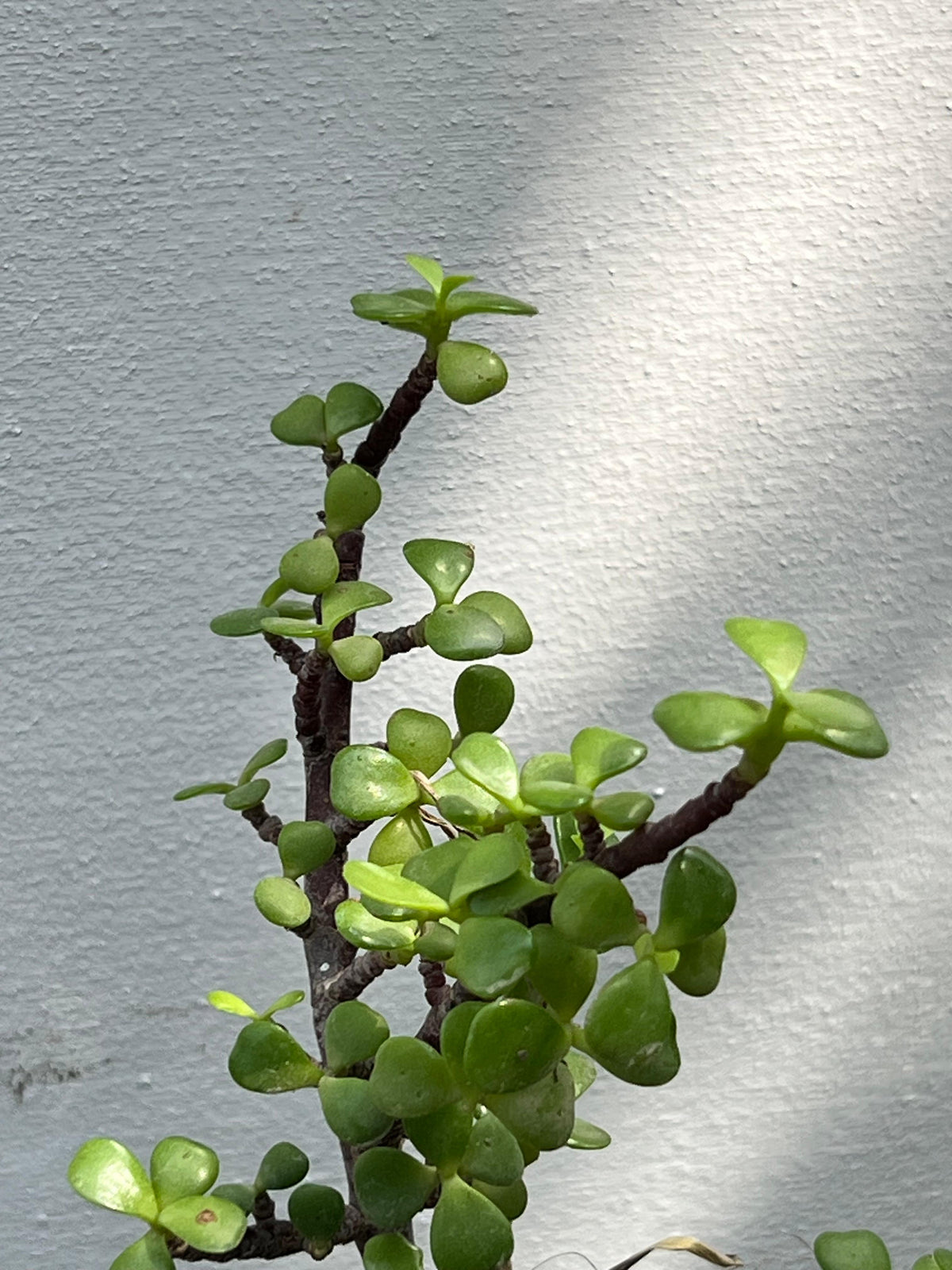 Jade Plant (Crassula Ovata Succulent)